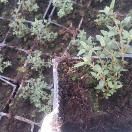 Tymianek prowansalski sadzonka