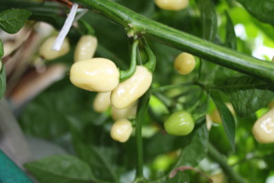 Papryka habanero white świeża