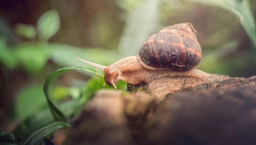 Jak pozbyć się ślimaków z ogrodu?