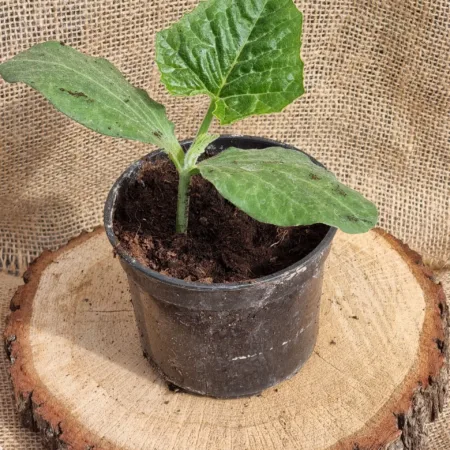 Cukinia sadzonka
