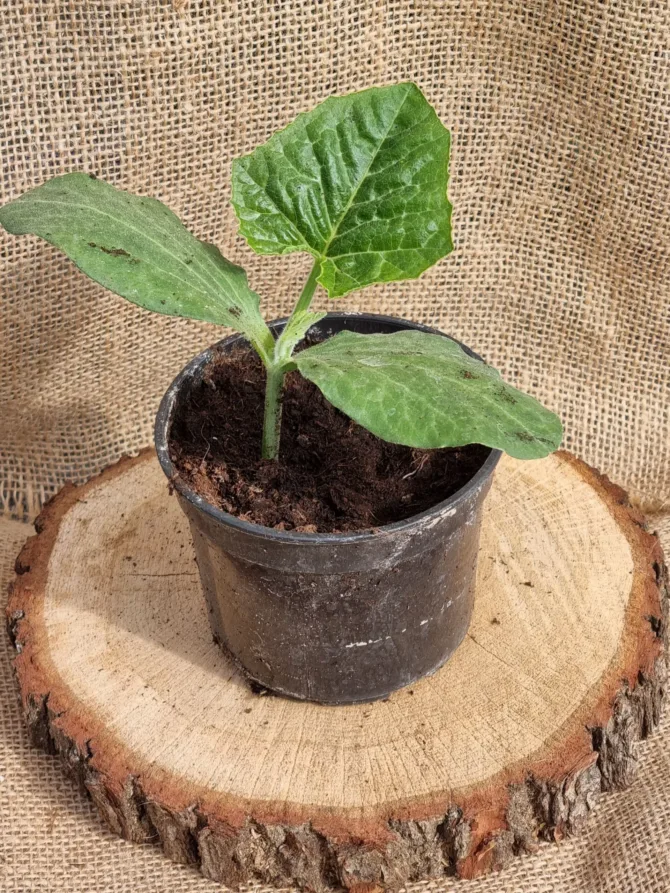 Cukinia sadzonka